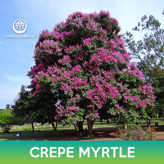 Crepe Myrtle Tree Seeds