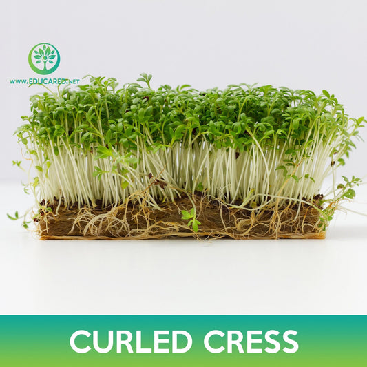 Curled Cress Seeds