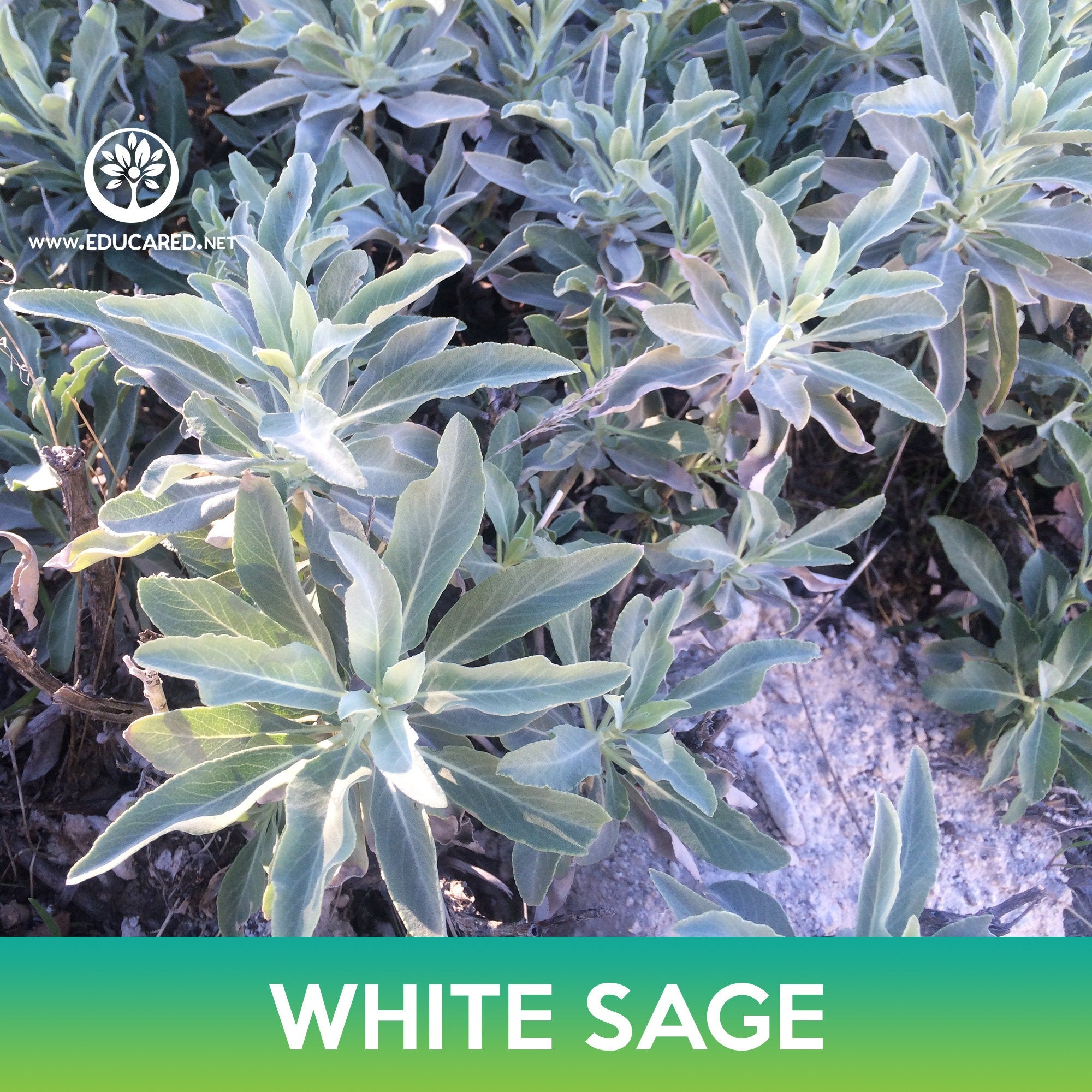 White Sage Seeds - Hard To Find Herb Seeds For Gardening (Packaged For 2025)