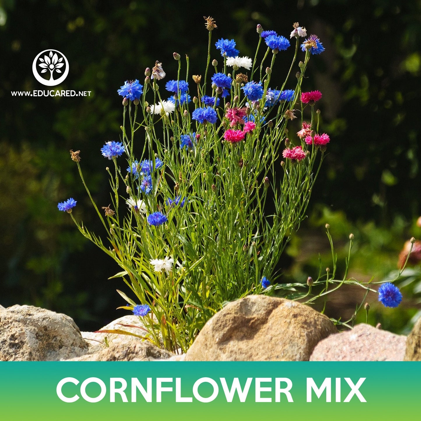Cornflower Mix Seeds, Centaurea cyanus