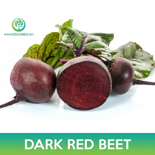 Dark Red Detroit Beet Seeds