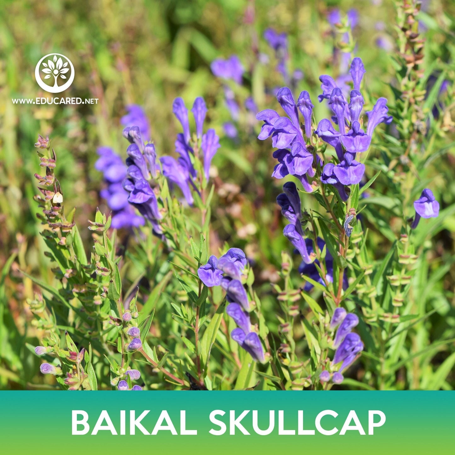 Baikal Skullcap Seeds, Scutellaria baicalensis