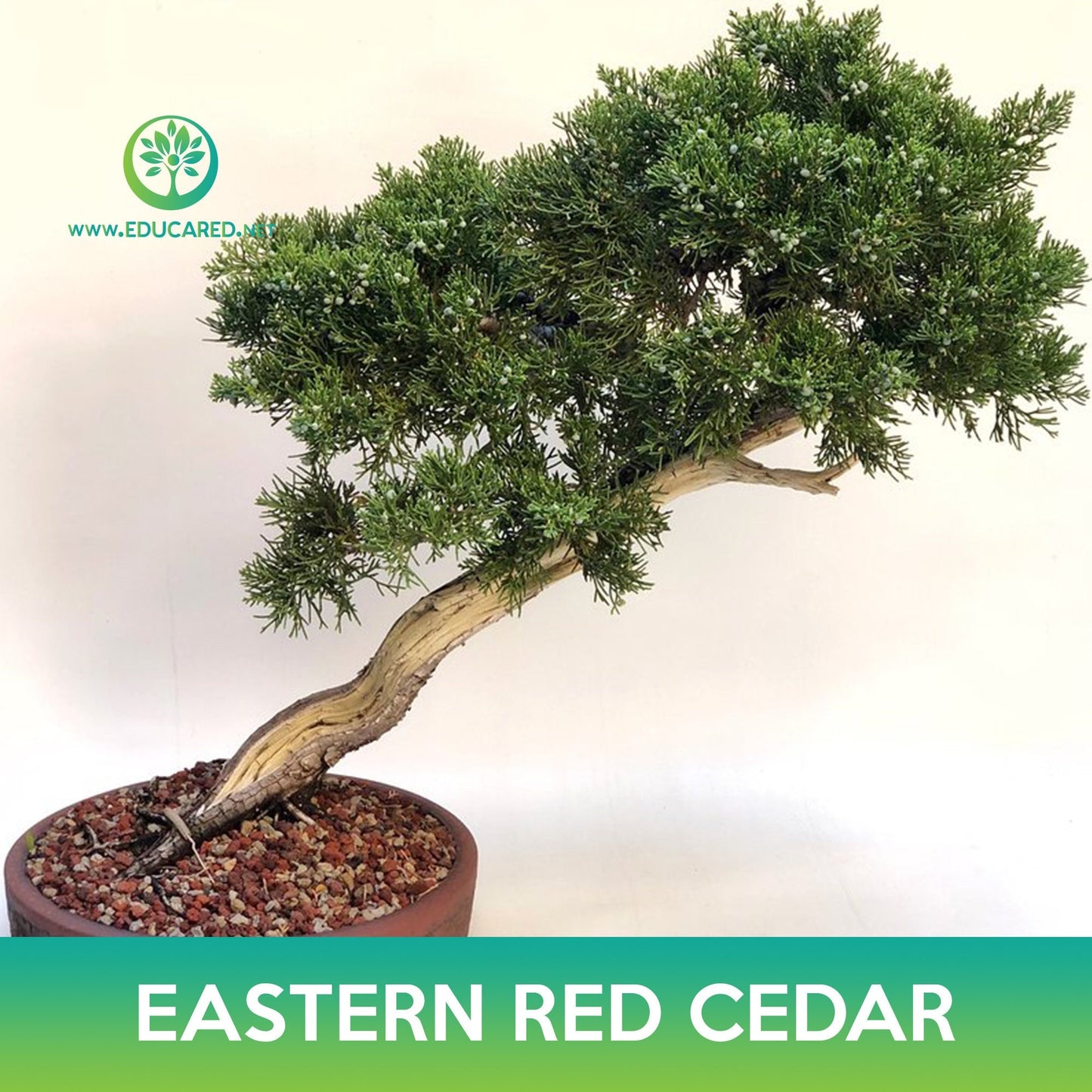 Eastern Red Cedar Seeds, Juniperus virginiana midwestern eco-type