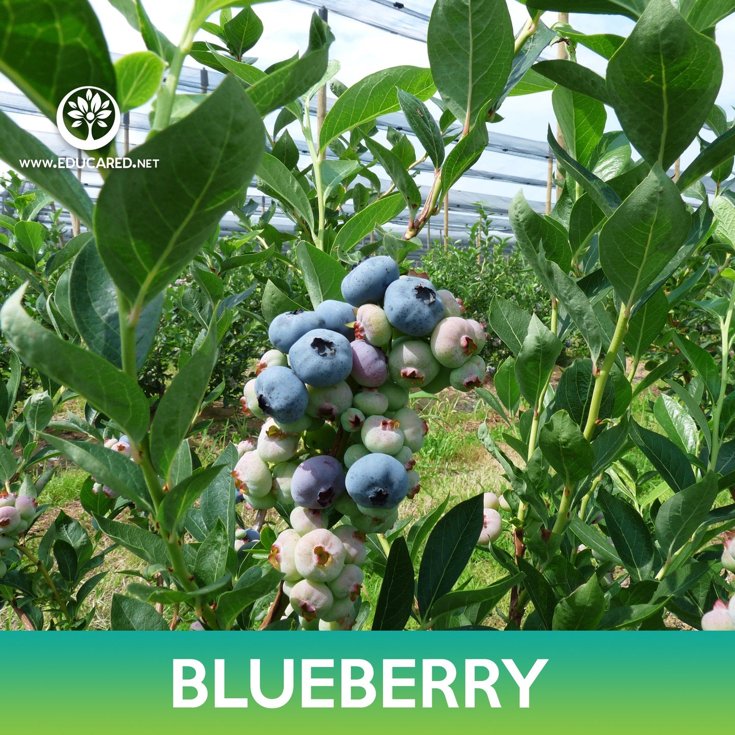 Blueberry Highbush Seeds, Vaccinium corymbosum