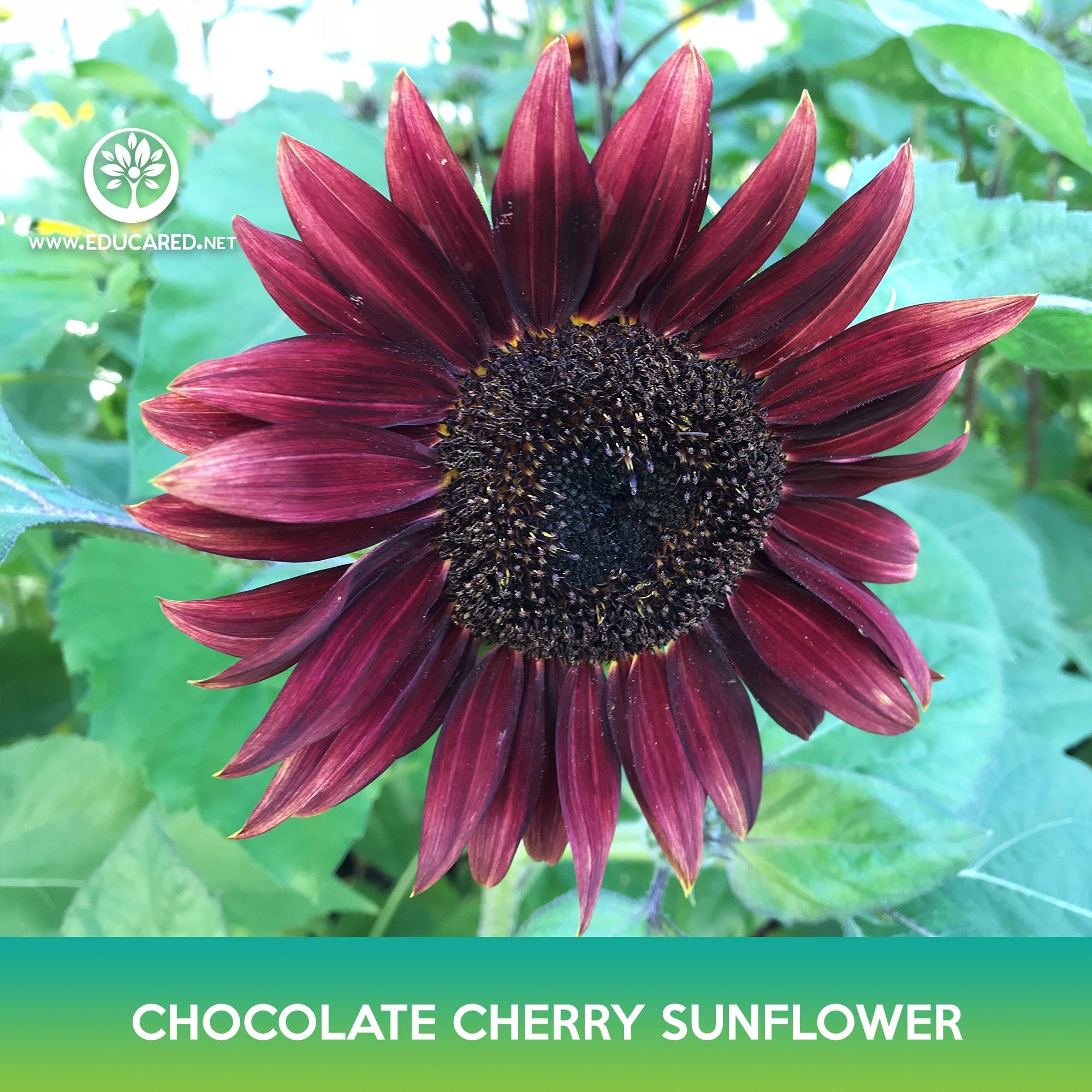 Chocolate Cherry Sunflower Seeds Educared Chocolate cherry sunflower seeds educared