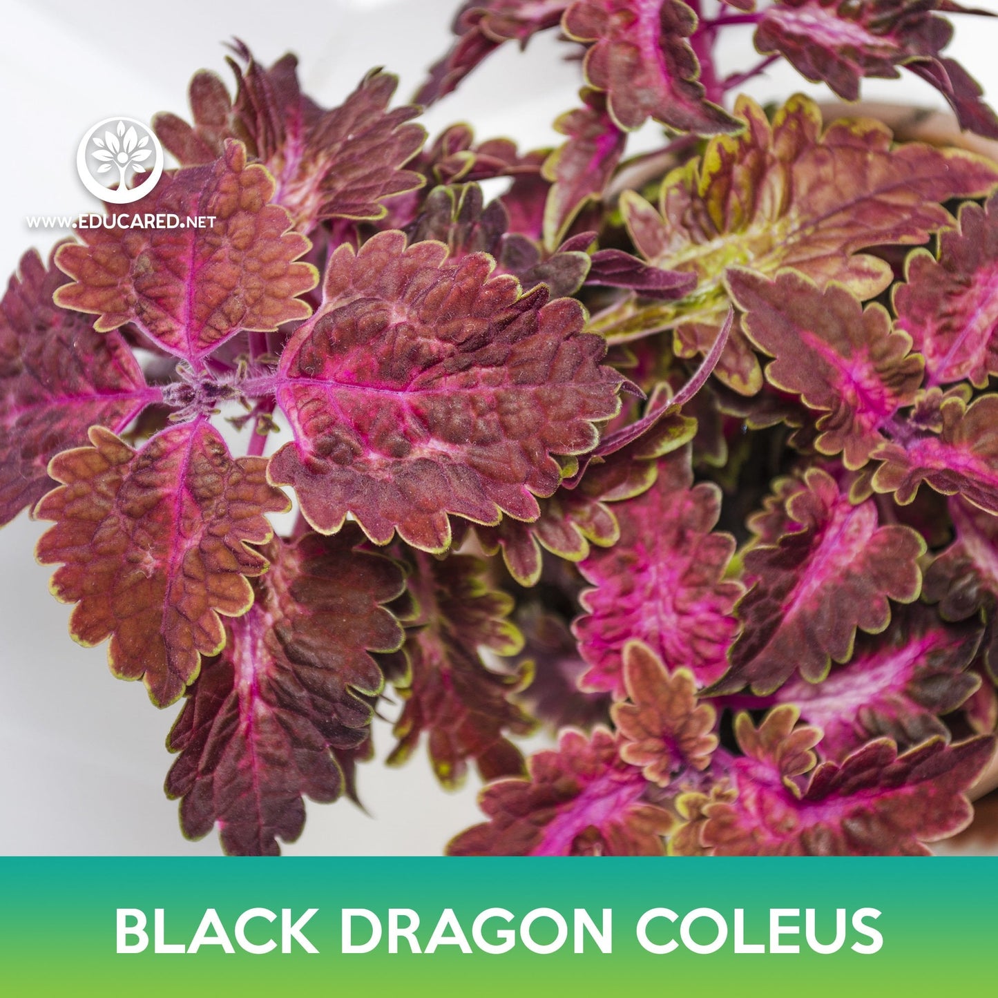 Black Dragon Coleus Seeds, Solenostemon scutellarioides