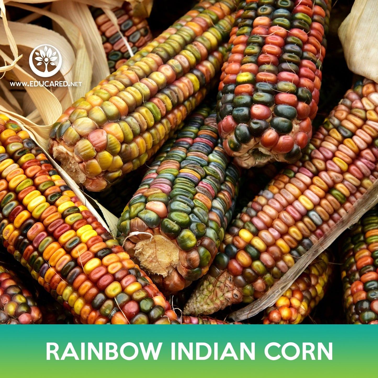 Rainbow Indian Corn Seeds, Flint Corn