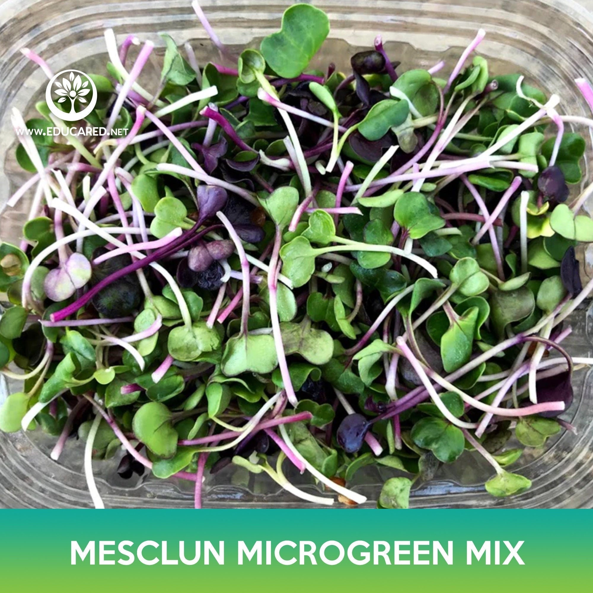 12+ Microgreen Mix Mesclun Microgreen Mix Seeds – Educared