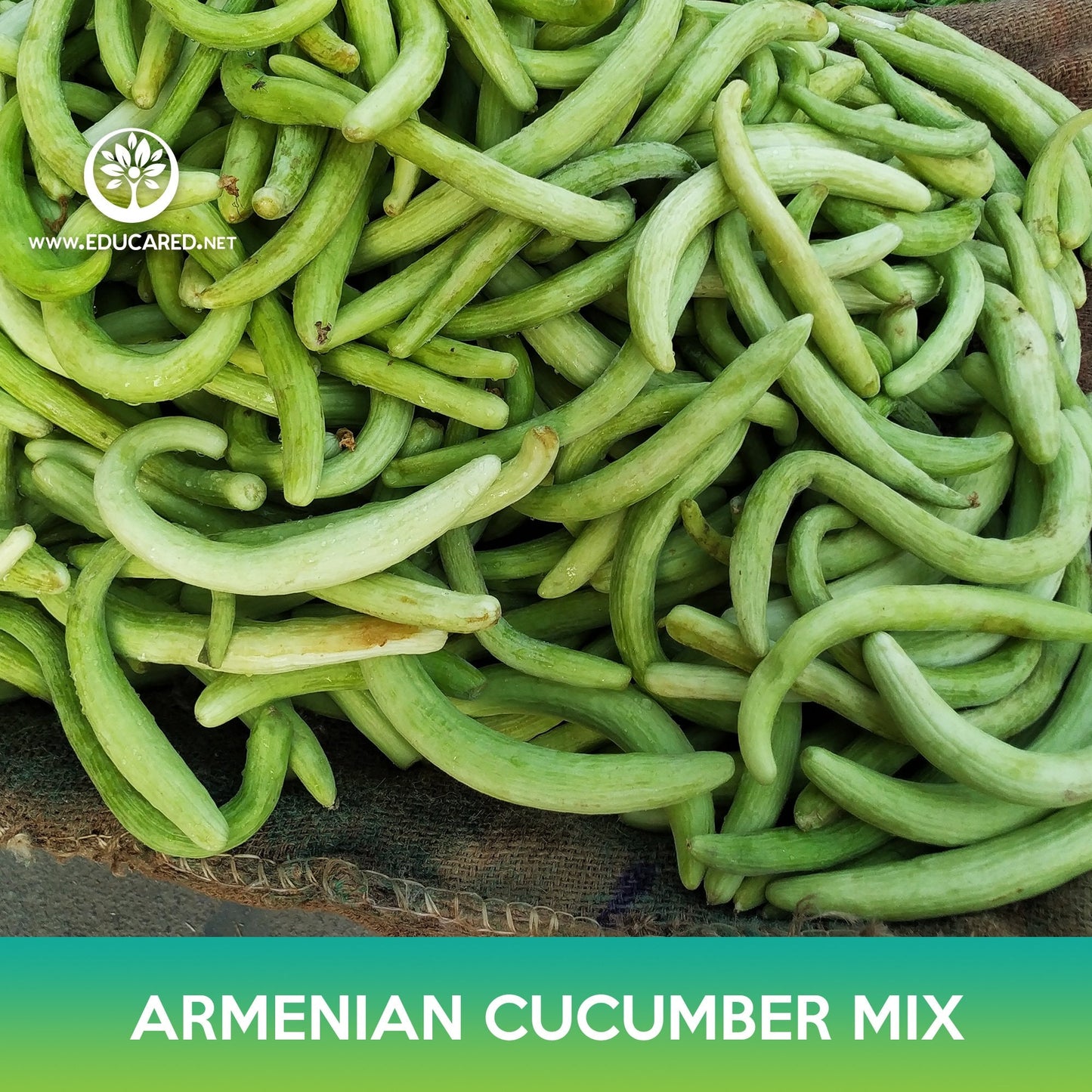 Armenian Cucumber Mix Seeds, Snake Cucumber