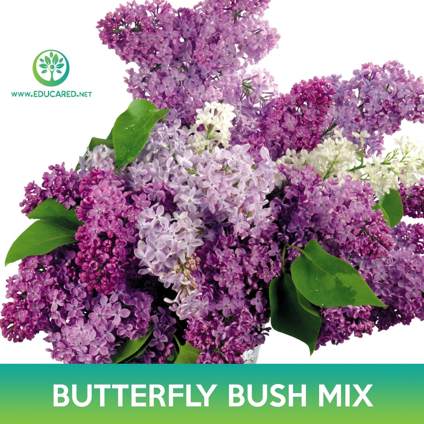 Butterfly Bush Mix Seeds, Buddleja Davidii, Summer Lilac
