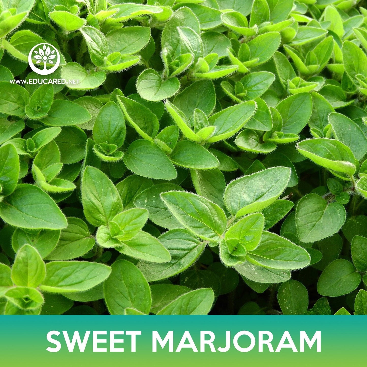 Sweet Marjoram Seeds, Origanum majorana