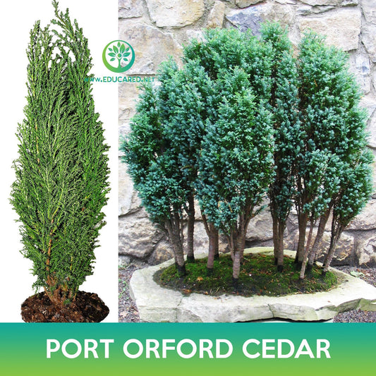 Port Orford Cedar Seeds, Lawson Cypress, Chamaecyparis lawsoniana