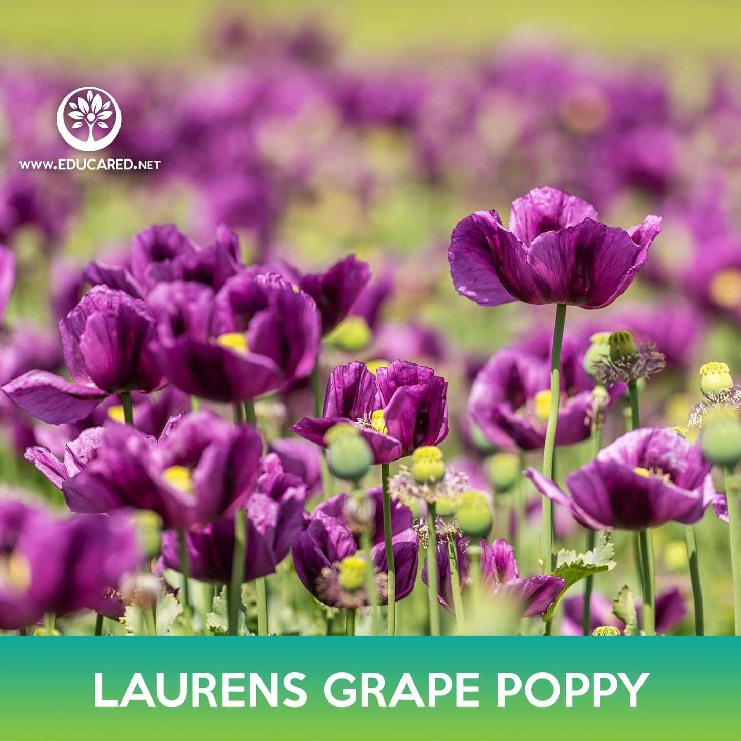 Laurens Grape Poppy Seeds