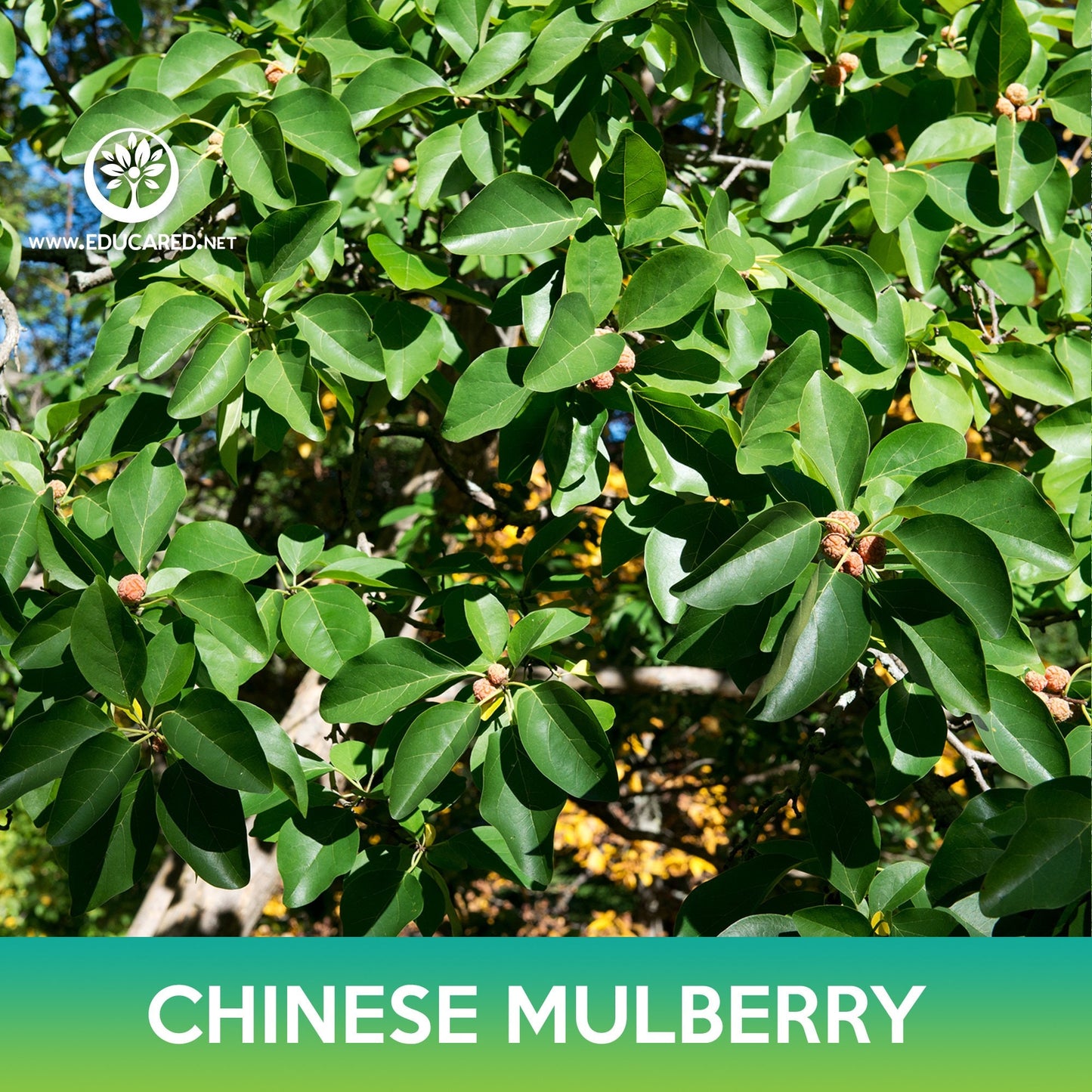 Chinese Mulberry Seeds, Cudrania tricuspidata