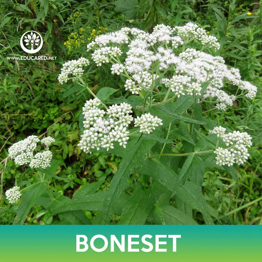 Boneset Seeds, Eupatorium perfoliatum