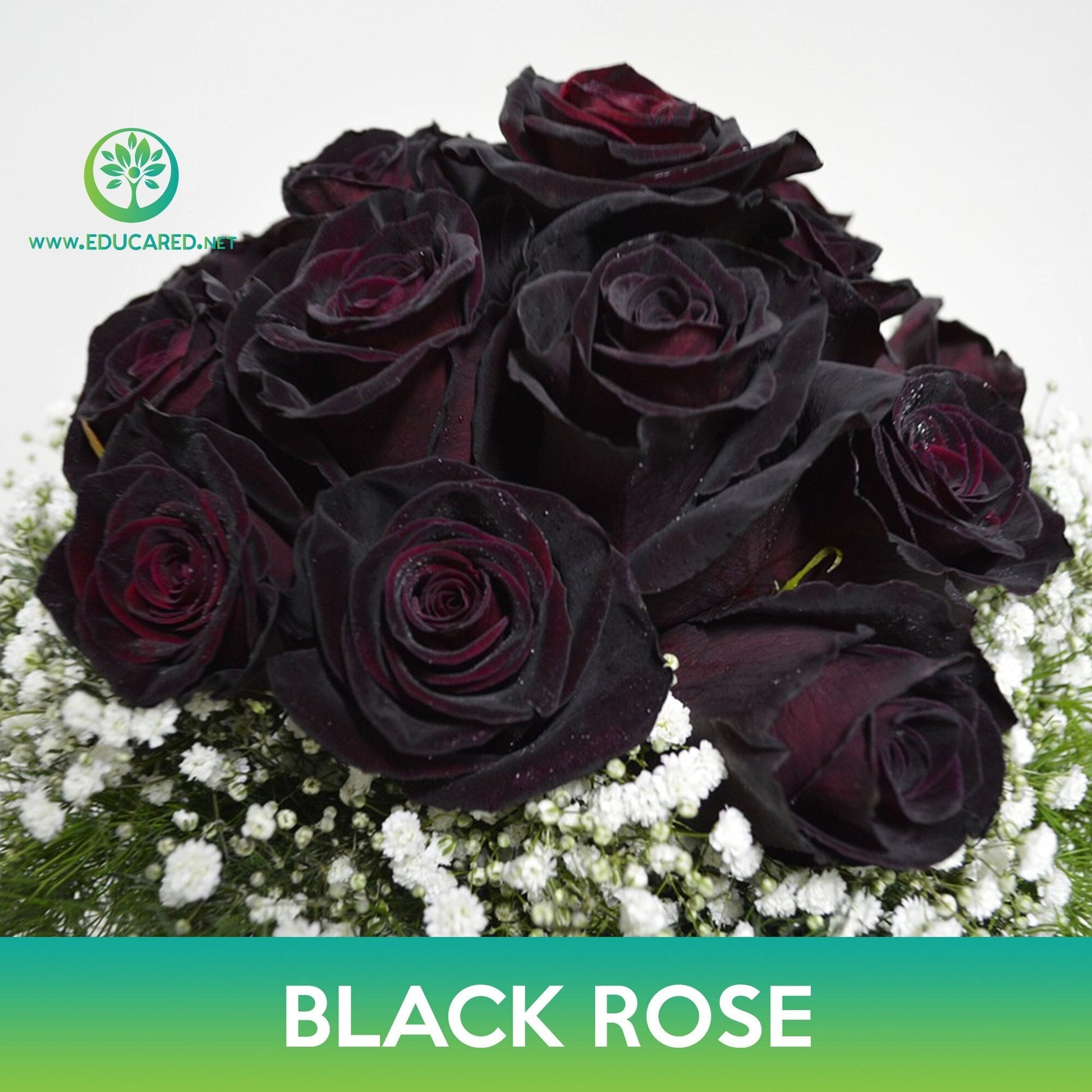growing black roses from seed Black Rose Seeds – Educared
