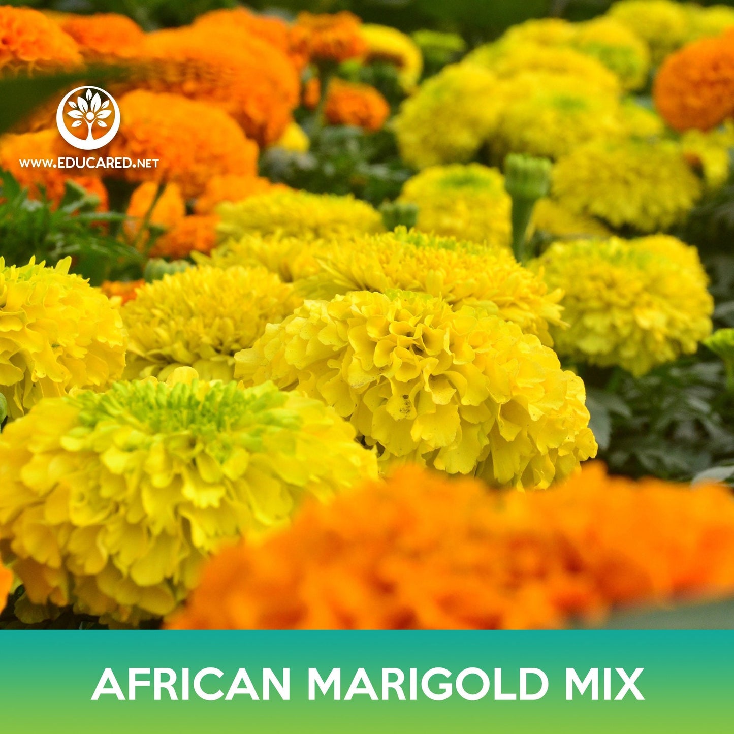 African Marigold Flower Mix Seeds, Tagetes erecta