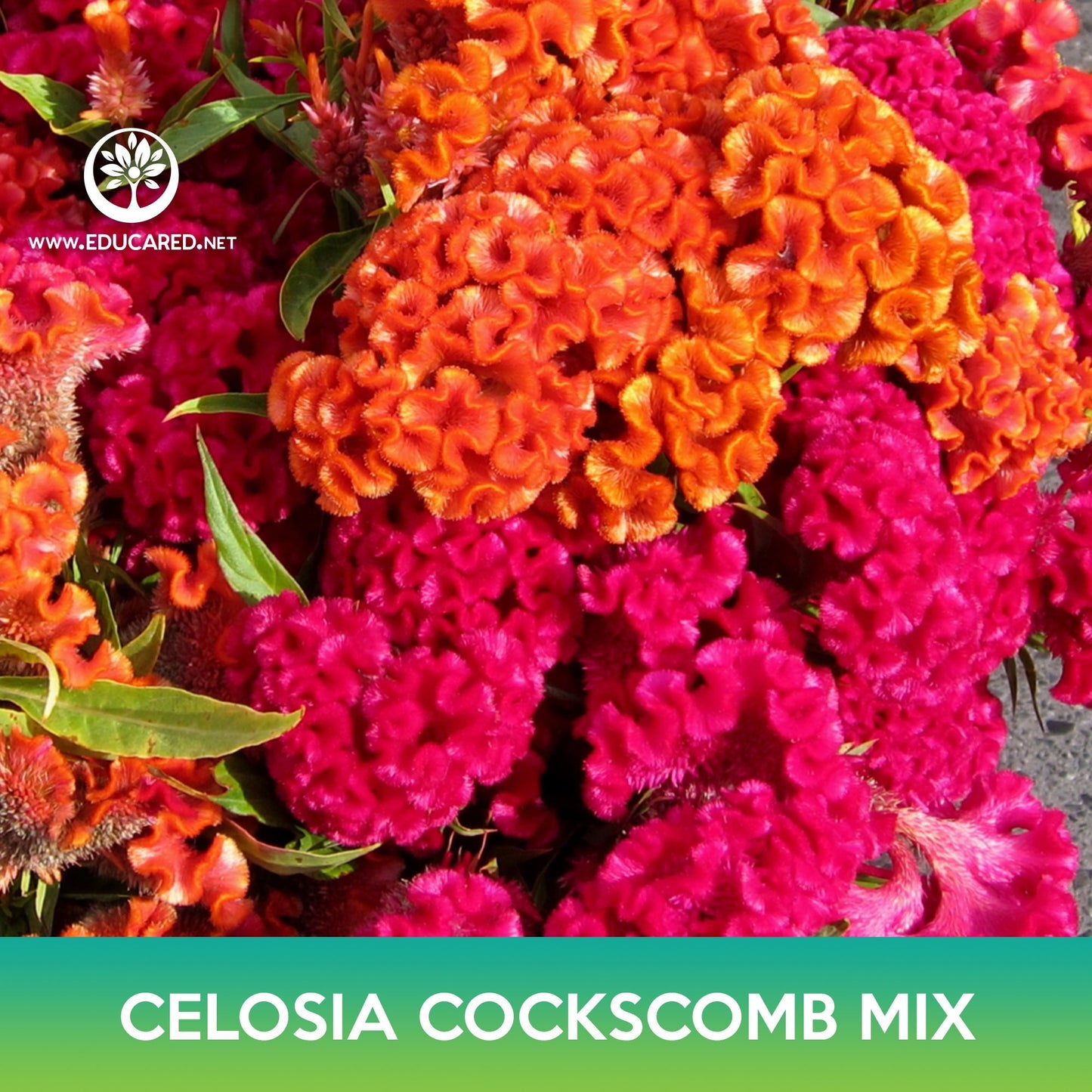 Celosia Cockscomb Flower Mix Seeds, Celosia argentea var cristata