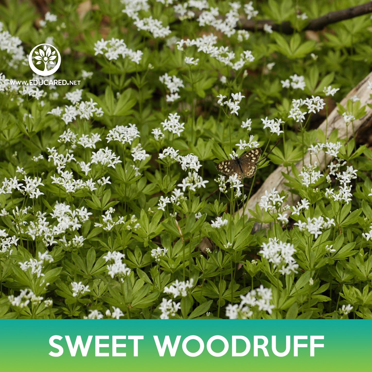 Sweet Woodruff Seeds, Galium odoratum