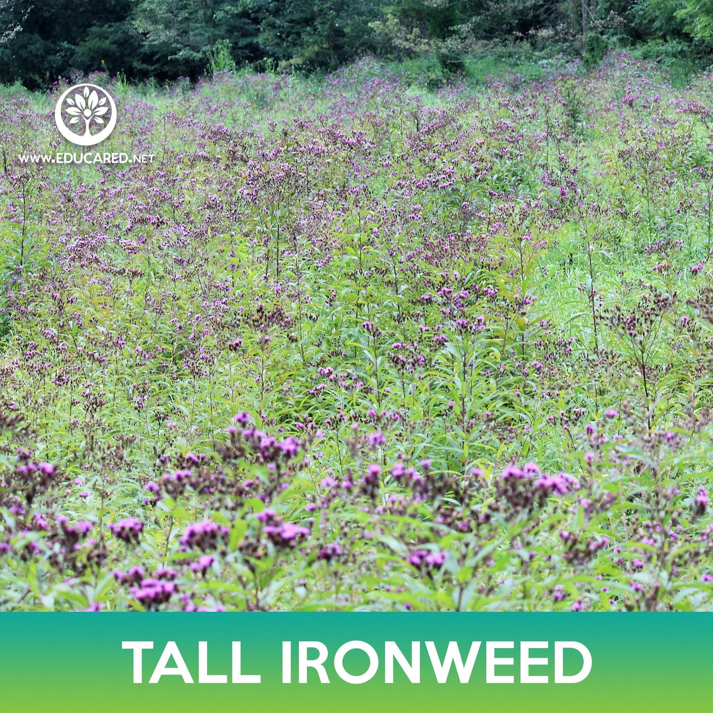 Tall Ironweed Seeds, Vernonia gigantea