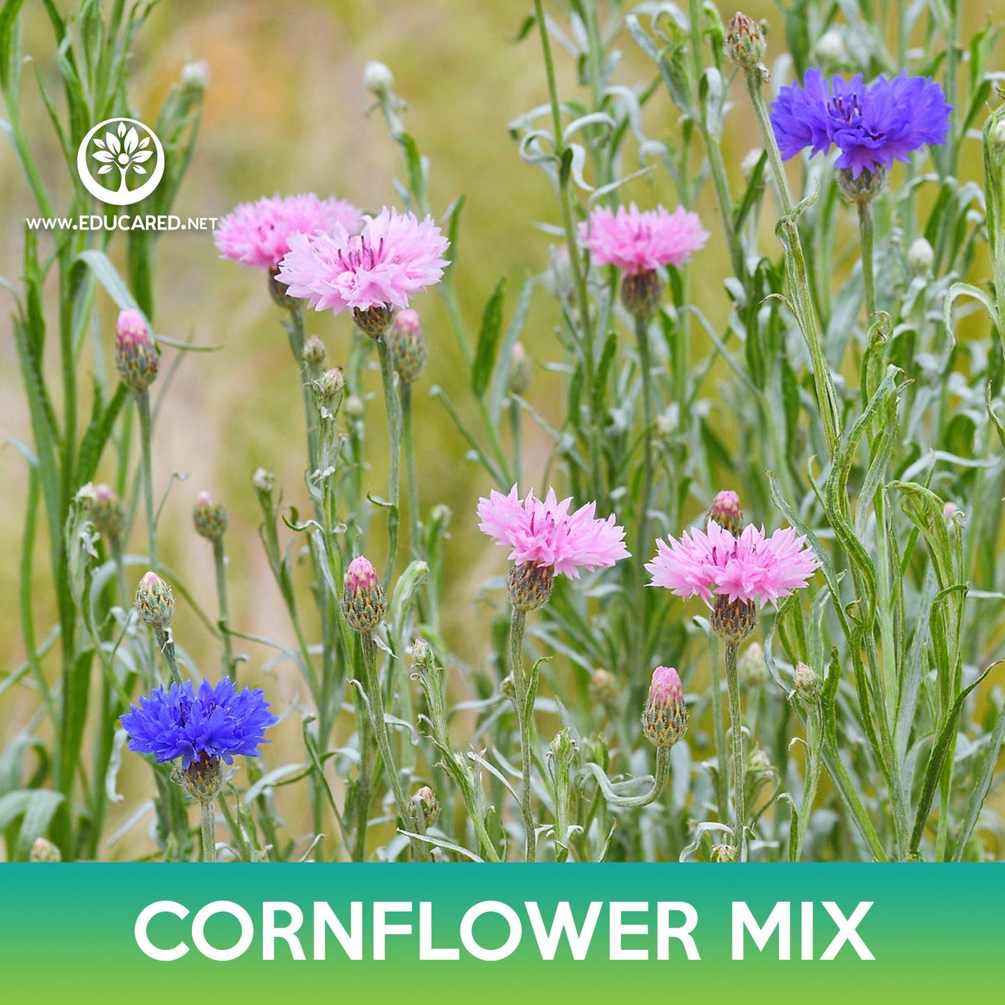 Cornflower Mix Seeds, Centaurea cyanus