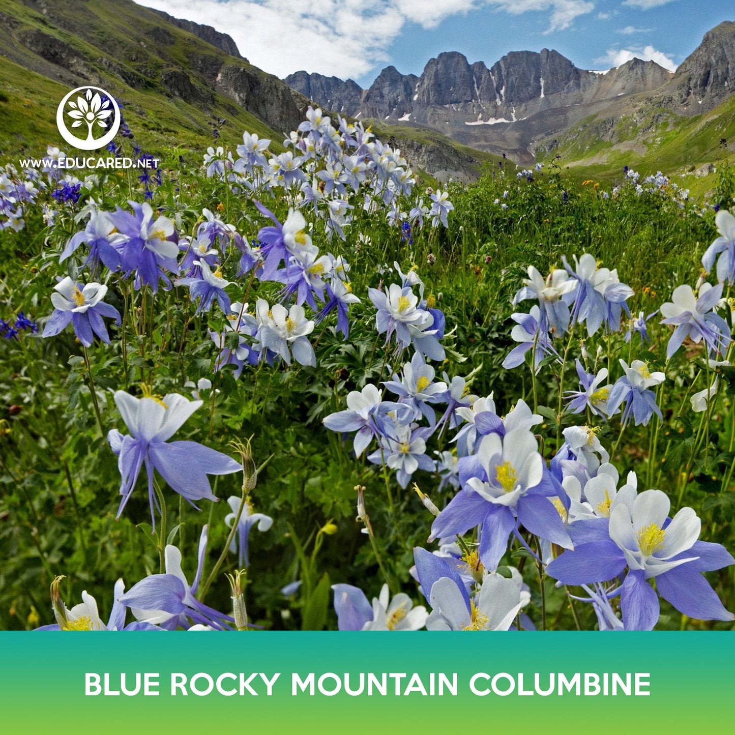 Blue Rocky Mountain Columbine Flower Seeds, Aquilegia caerulea