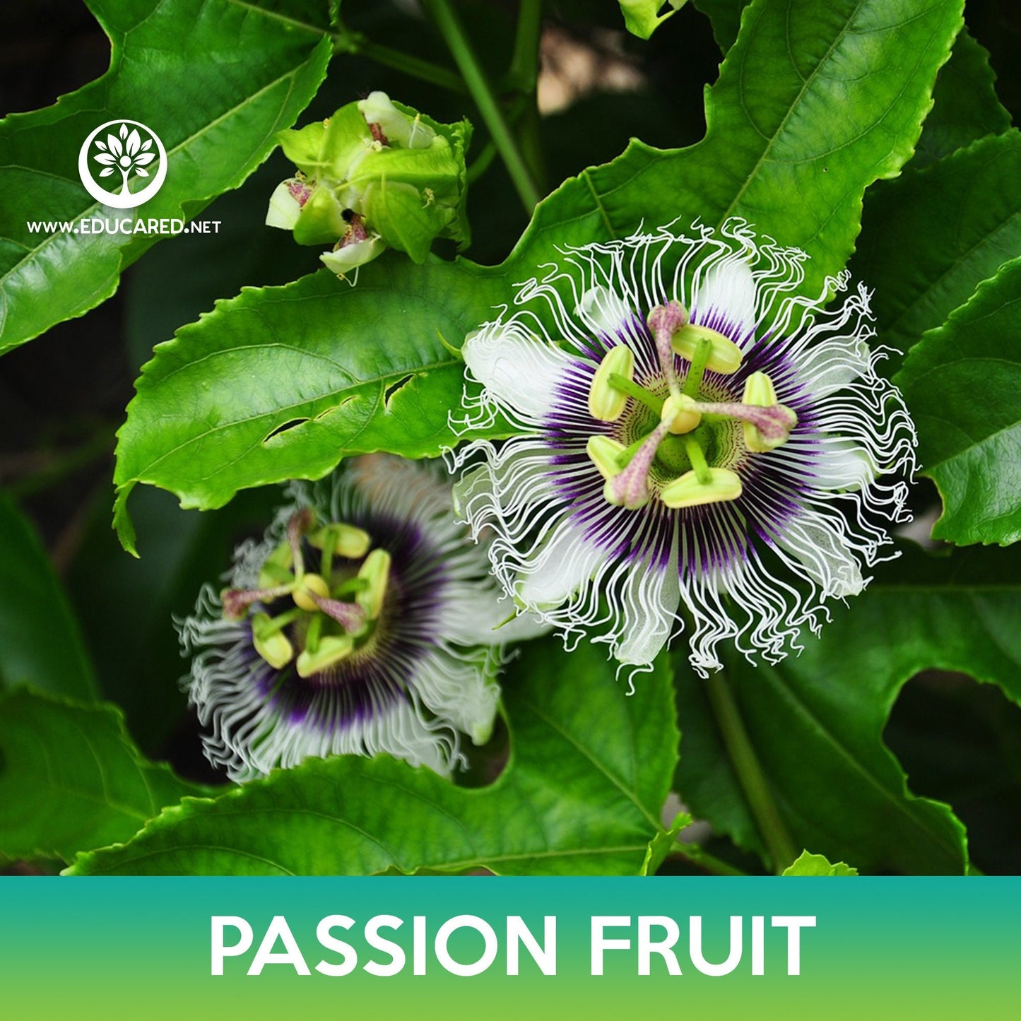 Passion Fruit Seeds, Passiflora edulis