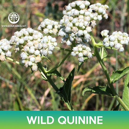 Wild Quinine Seeds, Parthenium integrifolium