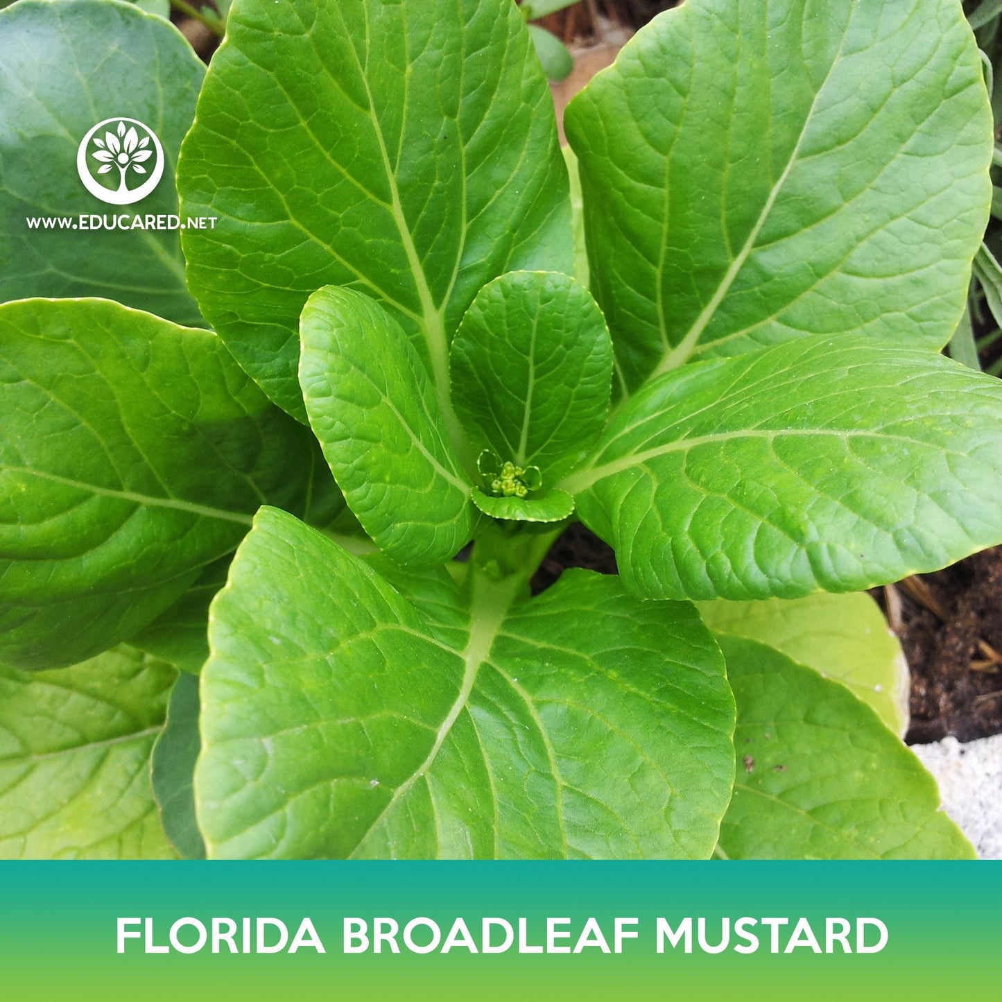 Florida Broadleaf Mustard Seeds, Brassica juncea