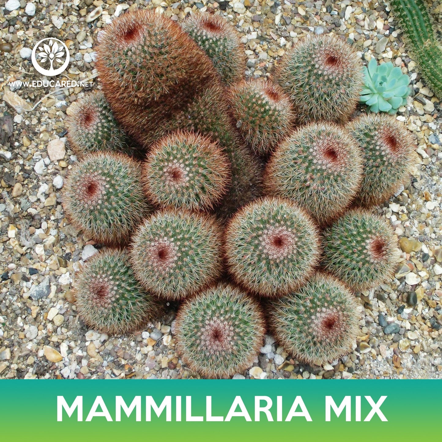 Mammillaria Cactus Mix Seeds