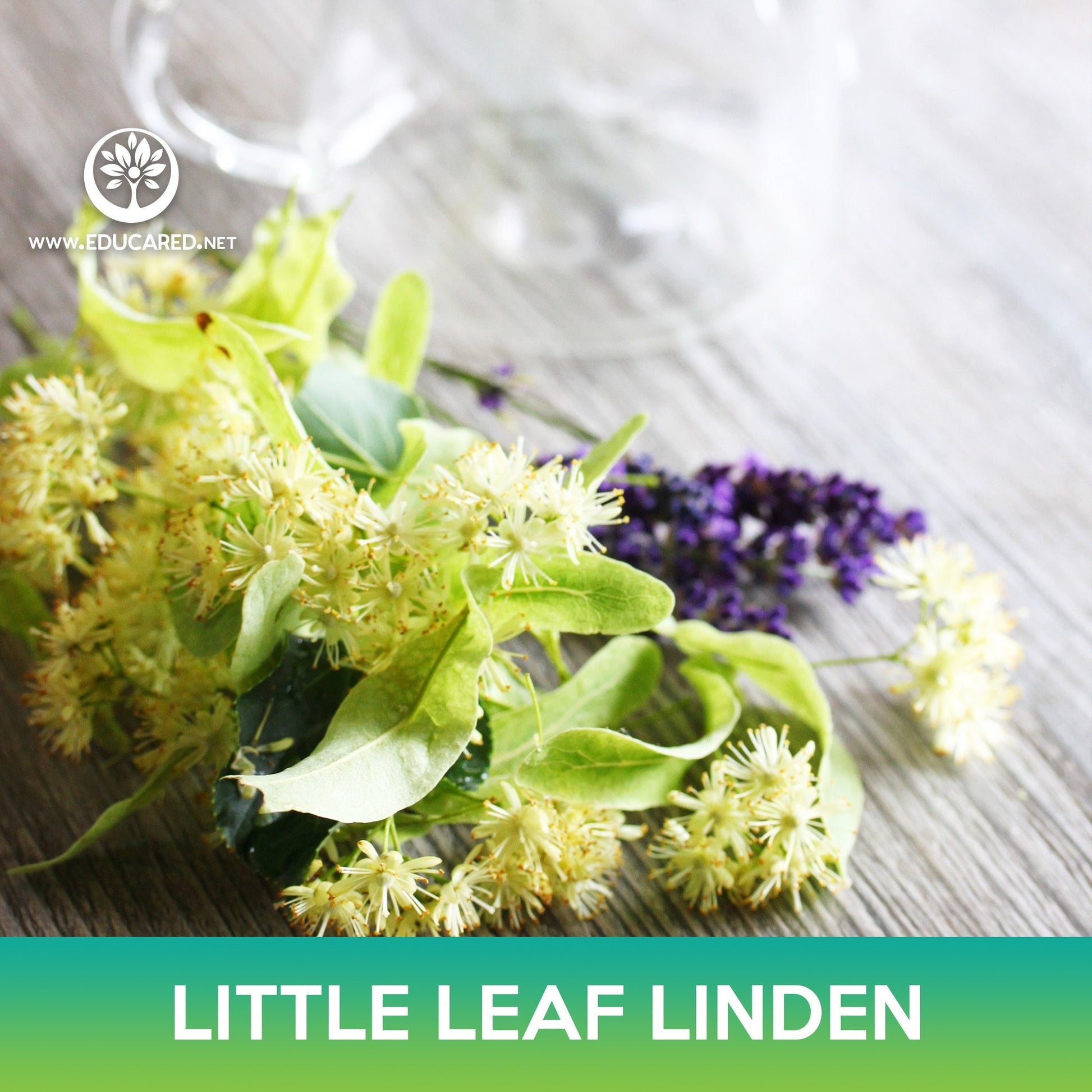 linden flower seeds Little leaf Linden Tree Seeds