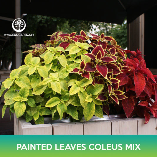 Painted Leaves Coleus Mix Seeds