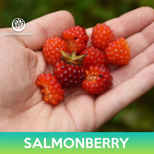 Salmonberry Seeds, Rubus spectabilis