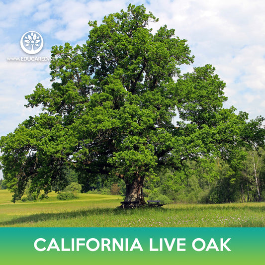 California live oak Seeds, Coast live oak, Quercus agrifolia