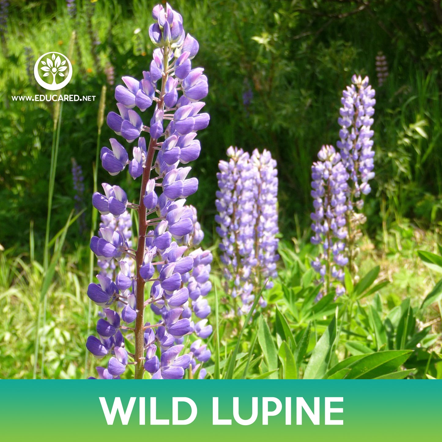 Wild Lupine Flower Seeds, Lupinus Perennis