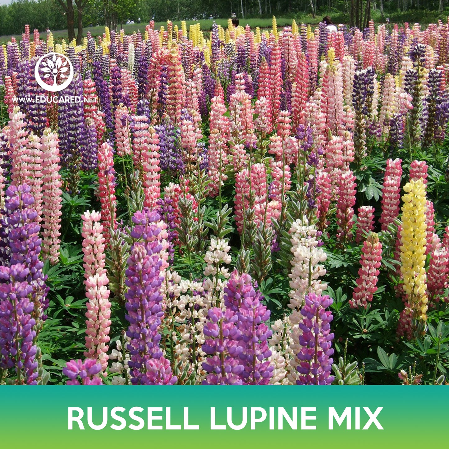 Russell Lupine Flower Mix Seeds