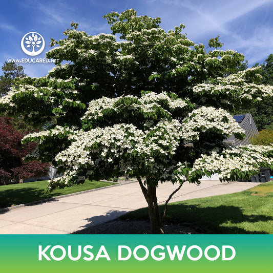 Kousa Dogwood Tree Seeds