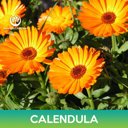 Calendula Seeds, Calendula Officinalis