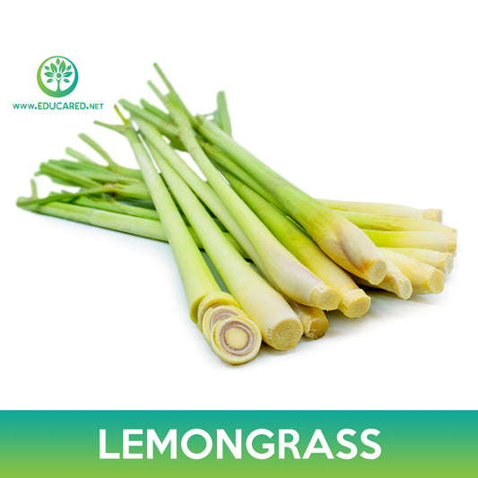 Lemongrass Seeds