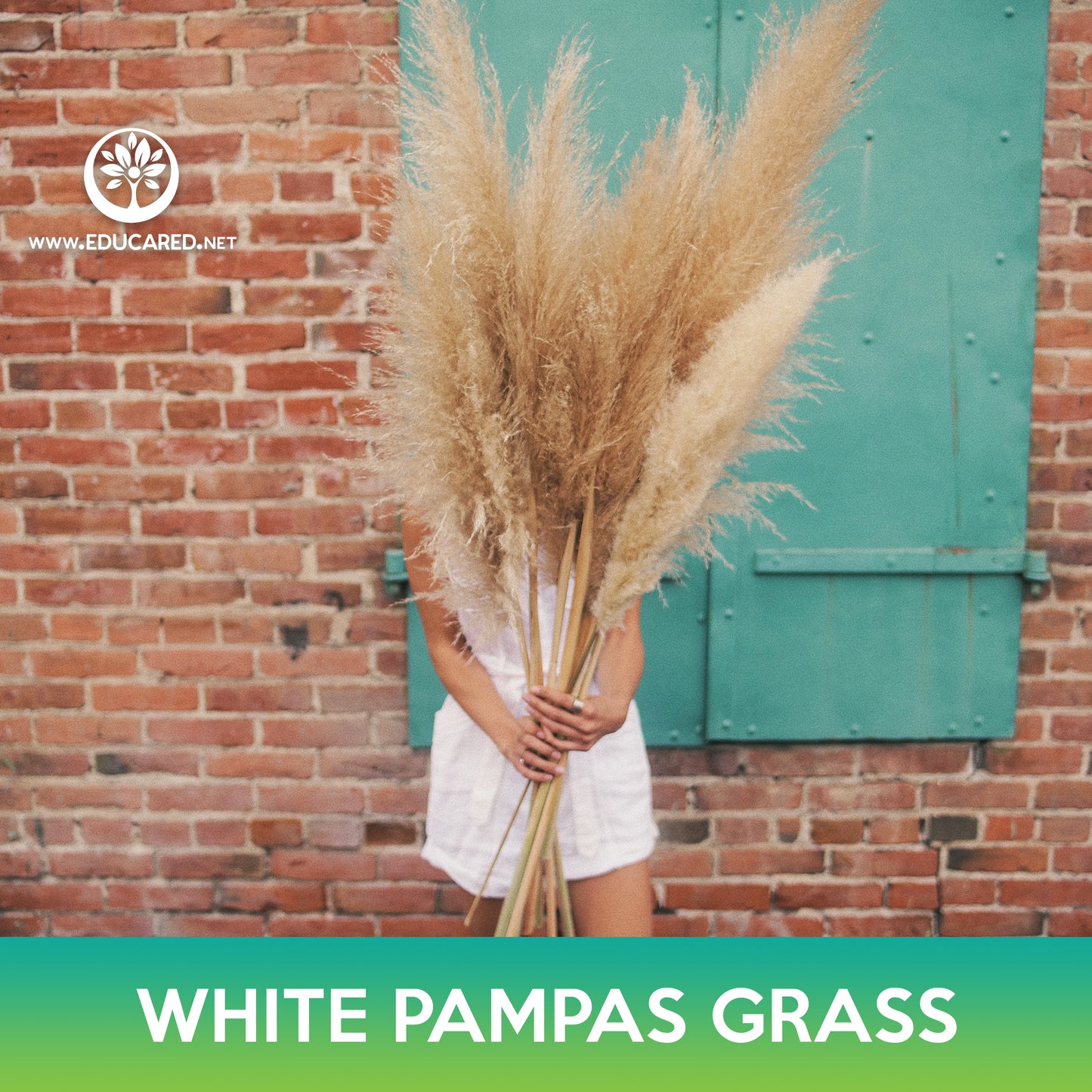 White Pampas Grass Seeds
