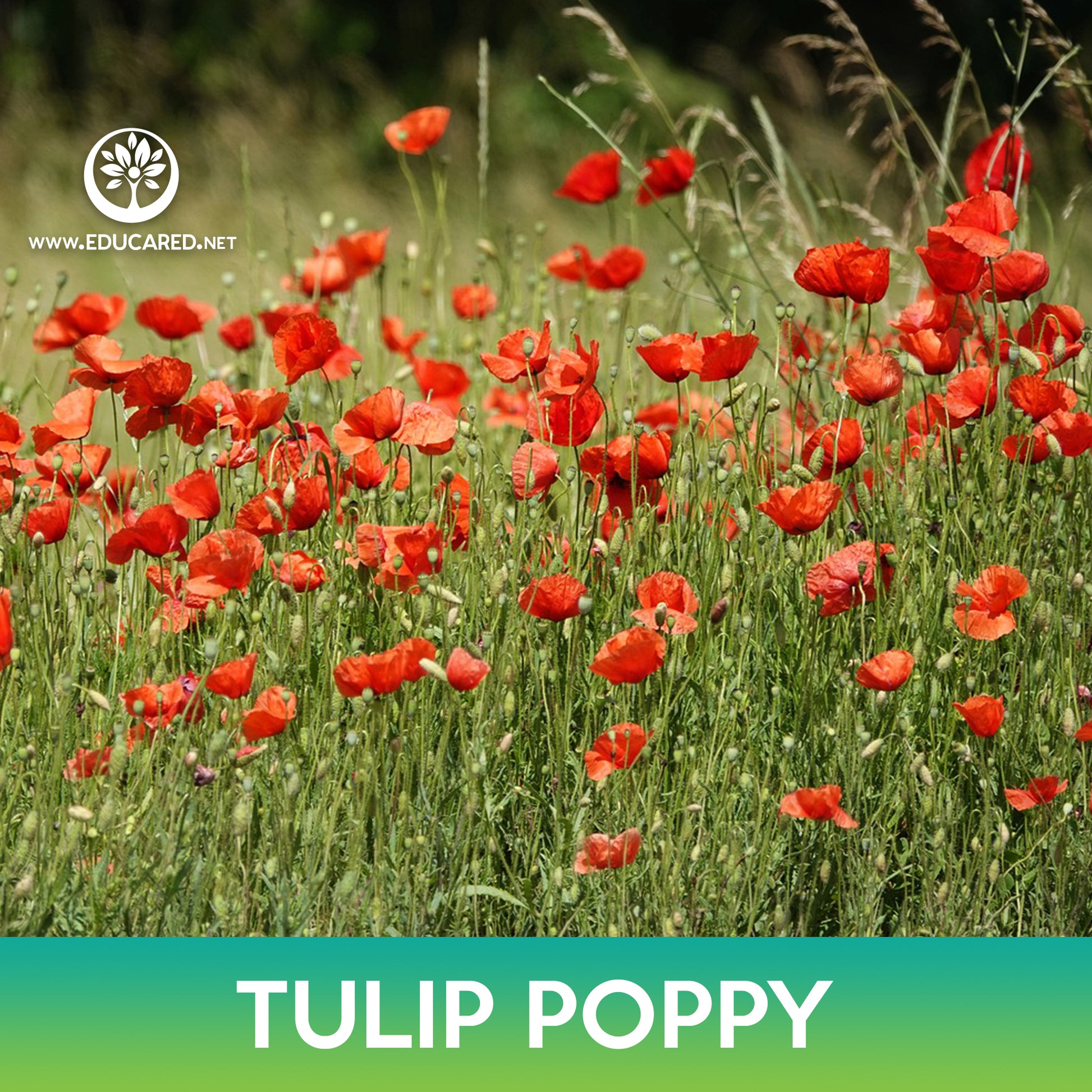 buy poppy seeds to plant Tulip Poppy Seeds – Educared