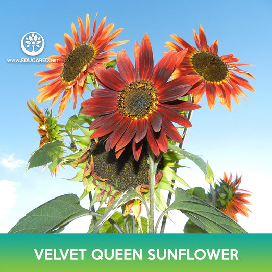 Velvet Queen Sunflower Seeds