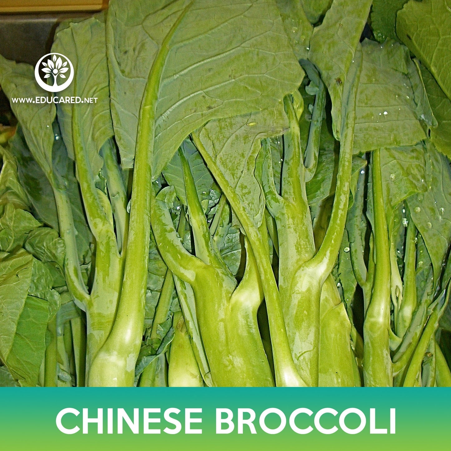 Chinese Broccoli Seeds, Chinese kale, Brassica oleracea var. alboglabra