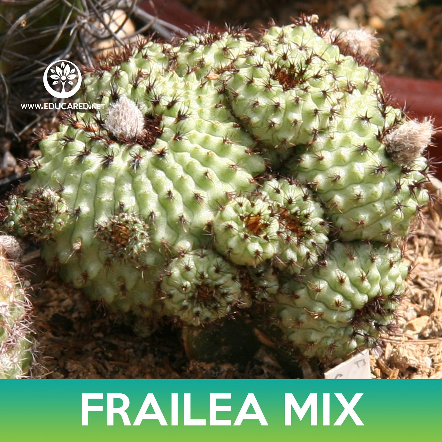 Frailea Cactus Mix Seeds