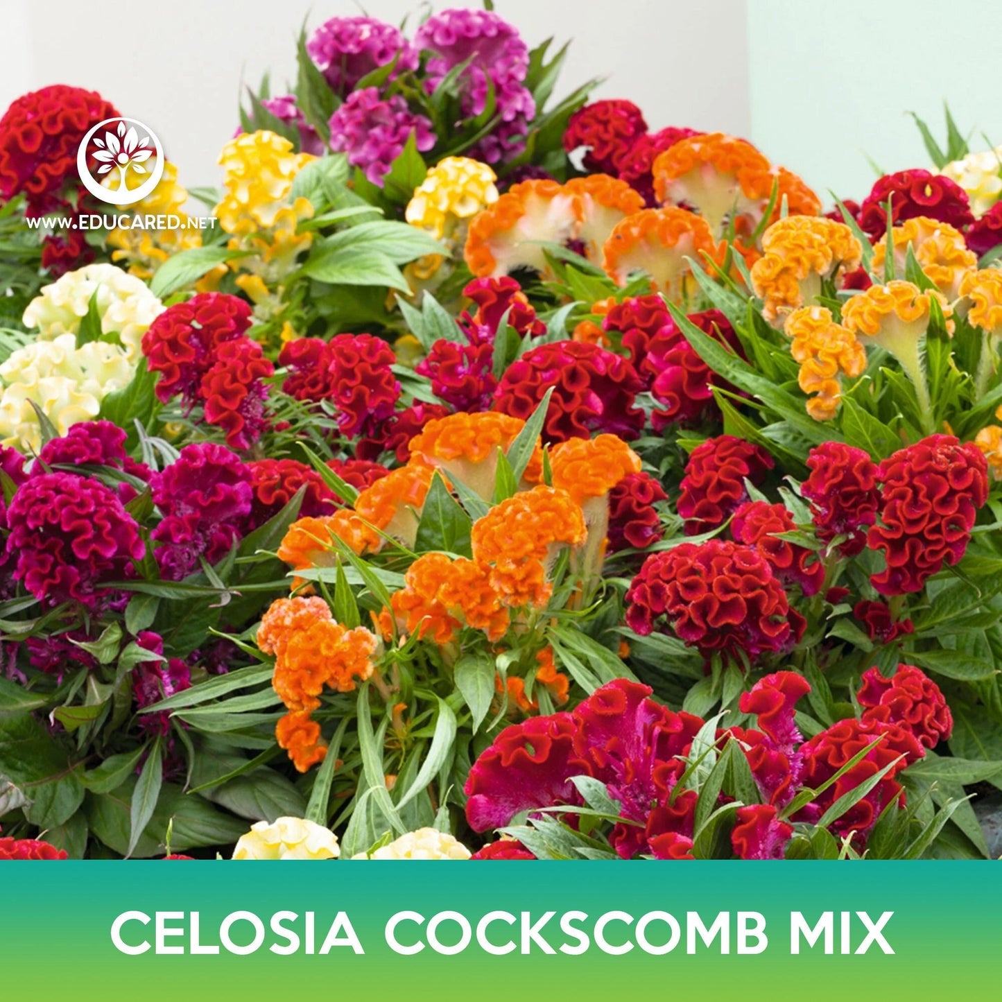 Celosia Cockscomb Flower Mix Seeds, Celosia argentea var cristata