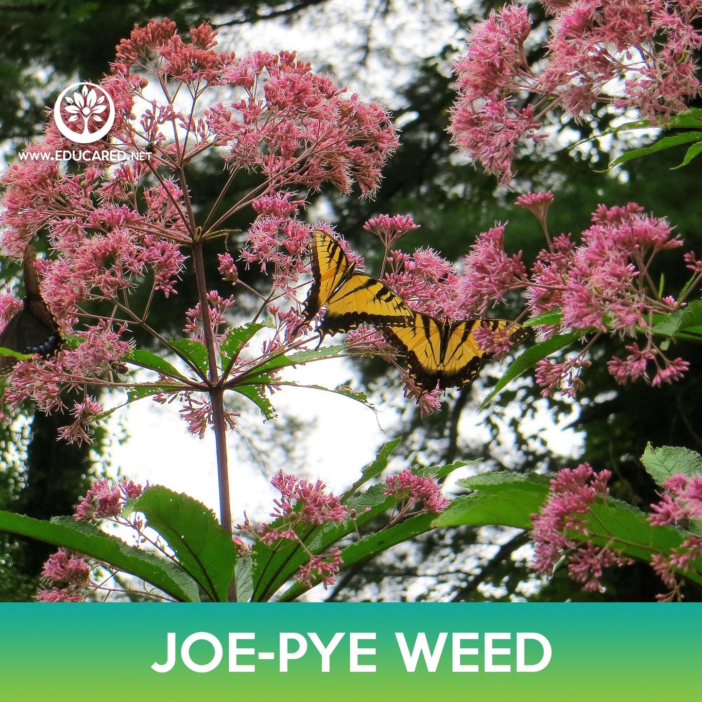 Sweetscented Joe-Pye Weed Seeds, Eupatorium purpureum