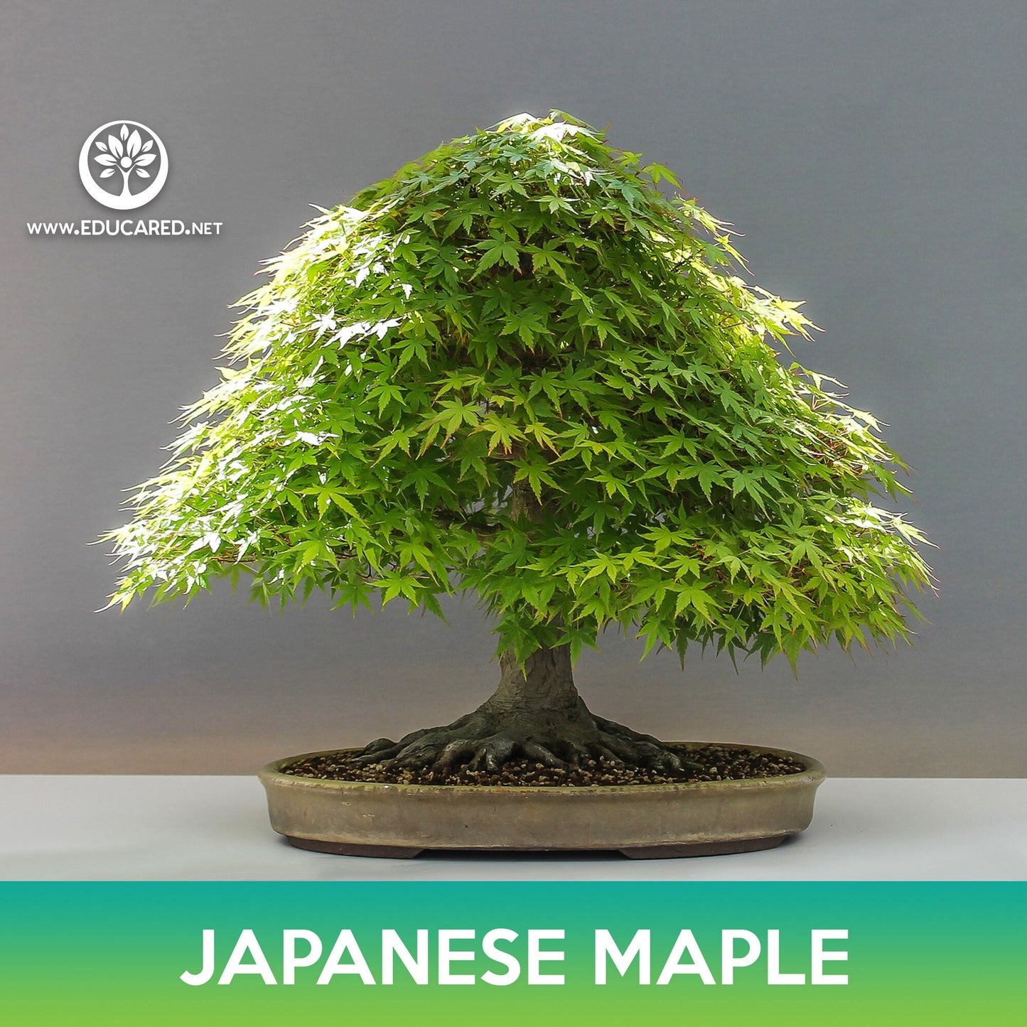 Japanese Maple Seeds, Acer palmatum