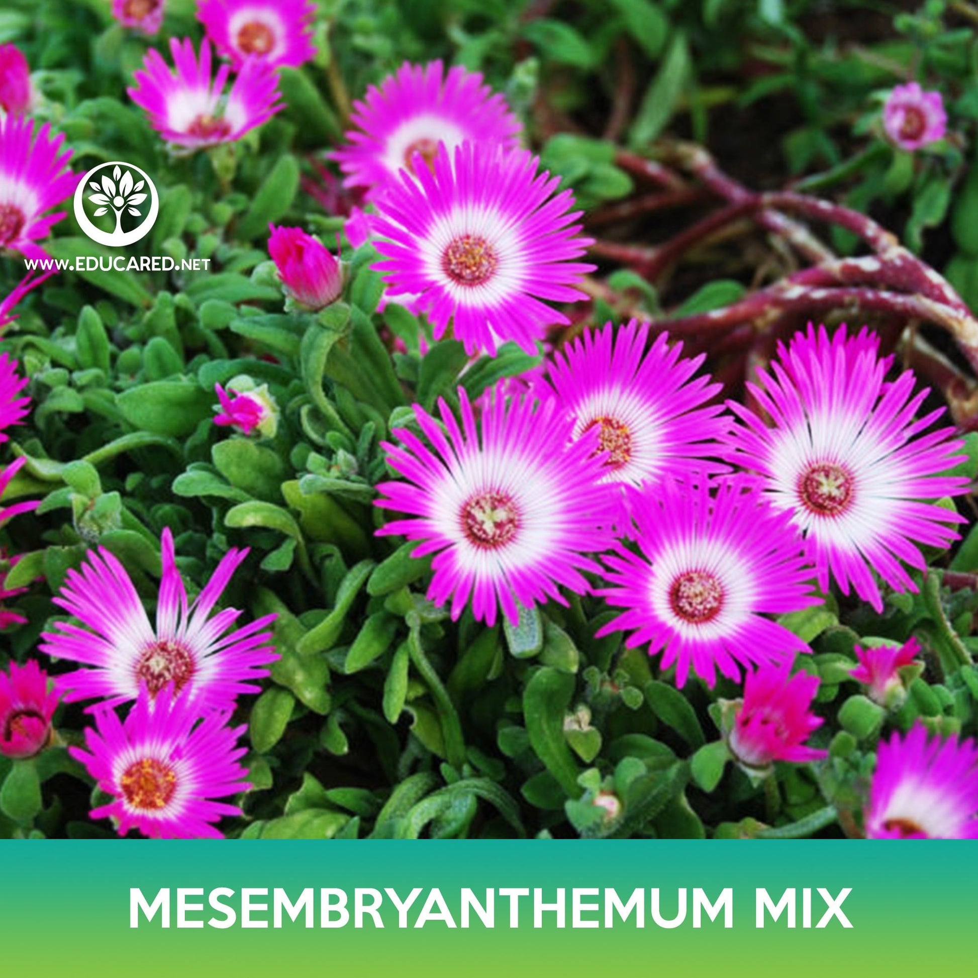 succulent mesembryanthemum Mesembryanthemum Succulent Mix Seeds