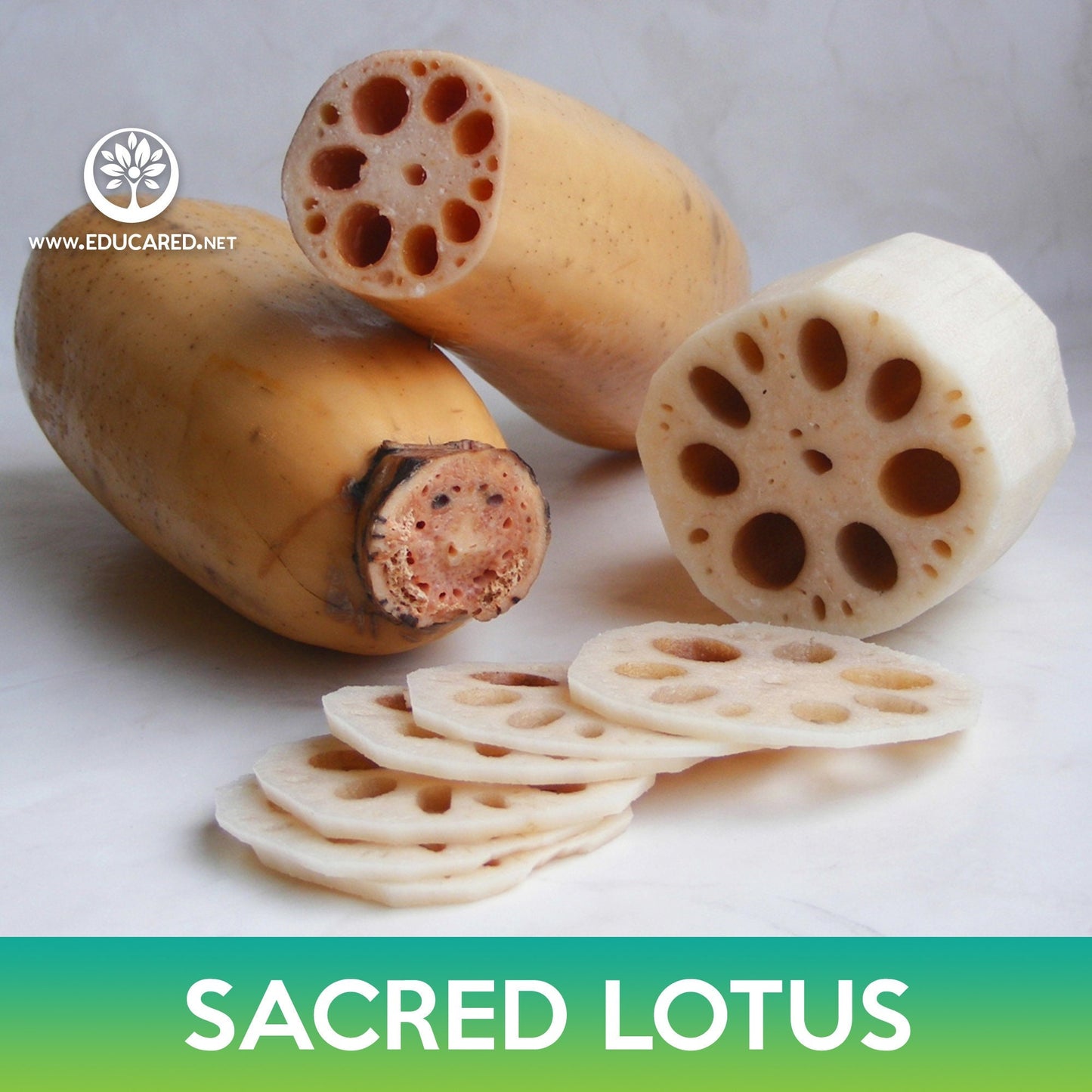 Sacred Lotus Seeds