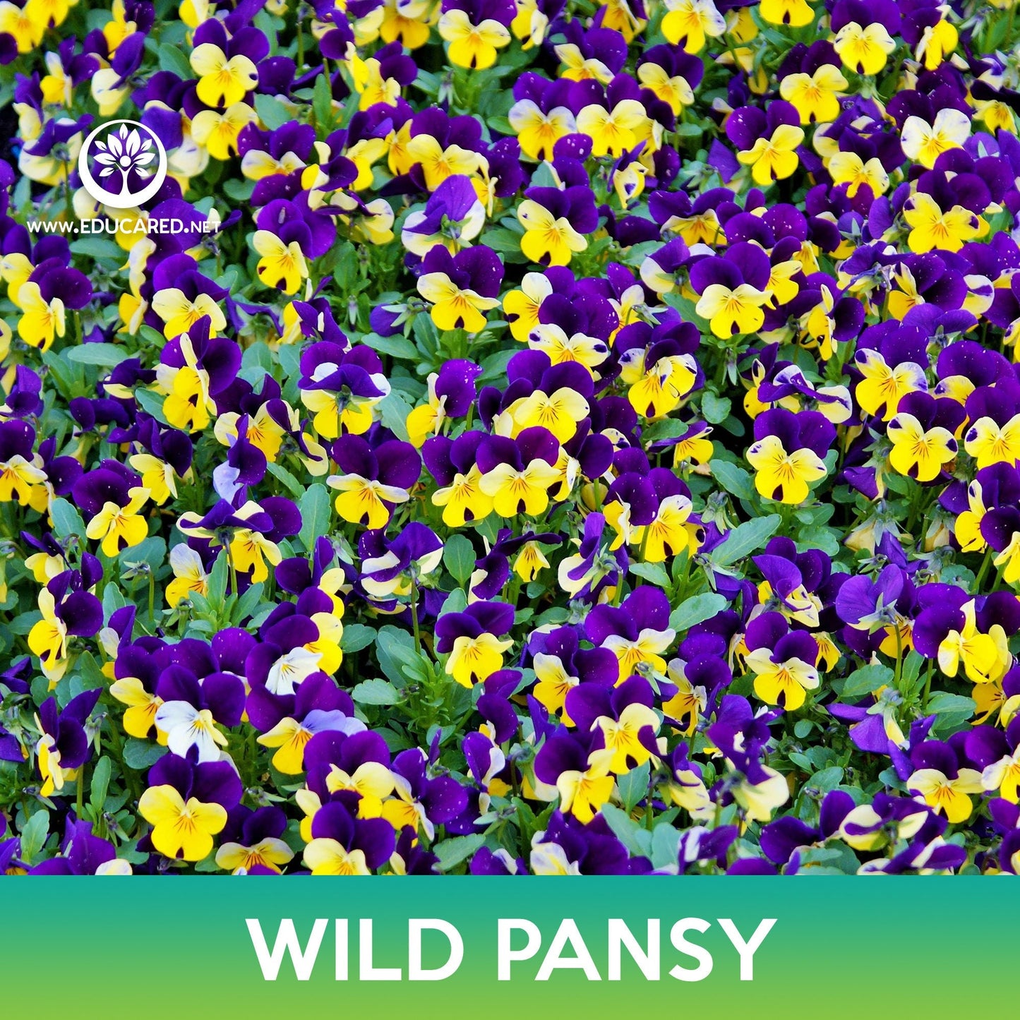 Wild Pansy Flower Seeds, Johnny Jump Up, Viola tricolor